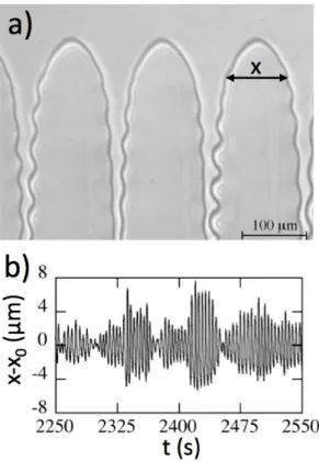 Figure 5: Sidebranching of dendritic fingers during directional solidification of a succinonitrile- succinonitrile-based dilute alloy (G = 78Kcm−1; V = 15µm −1 )