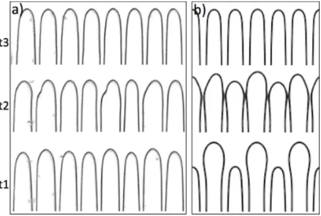 Figure 6: Feedback control of a small-spacing cellular pattern. a) Thin-DS experiment (dilute SCN-coumarin 153 alloy; V = 4.6µms −1 ; G = 10Kcm −1 )