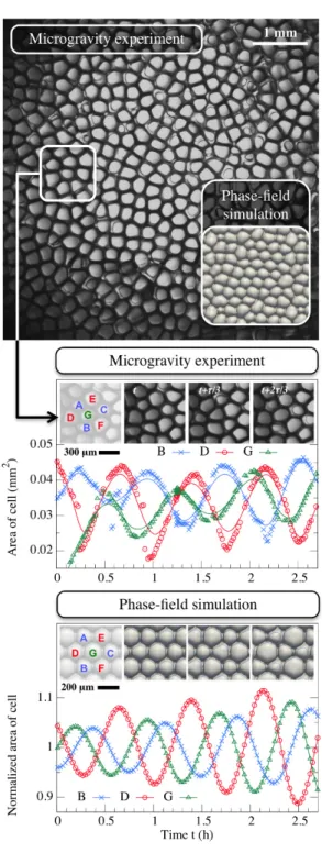 Figure 8: Microgravity experiment: top view observation of an oscillating cellular growth pattern (DECLIC-DSI experiments onboard ISS; SCN-0.24%wgt Camphor; V = 1µms −1 ; G = 19Kcm −1 )