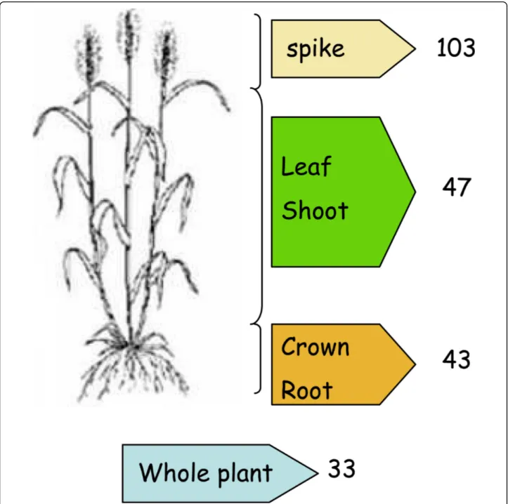 Figure 2 Categories of the 226 cDNA libraries used to identify wheat TFs. Spike origin refers to libraries from flower, spikelet, seed or entire spike tissue.