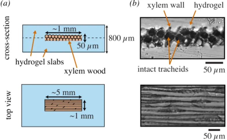 Fig. 1: Inclusion of wood samples in a stiff hydrogel matrix: the slices of xylem are inserted underwater in between two half-cured hydrogel slabs