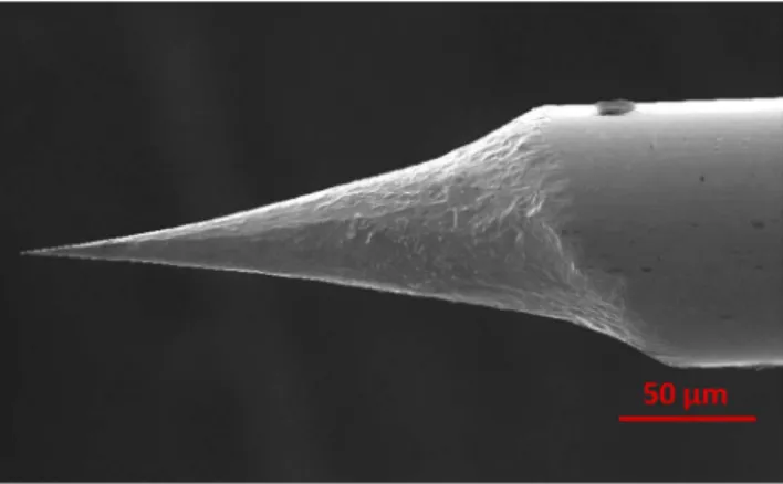 Fig. 2. Scanning electron microscopy (SEM) image of a typical gold tip produced by pulsed electrochemical etching.