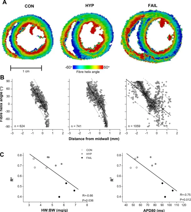 Fig. 8. Diffusion tensor (DT)-MRI of myocardial fiber orientation in CON and MCT-treated rats