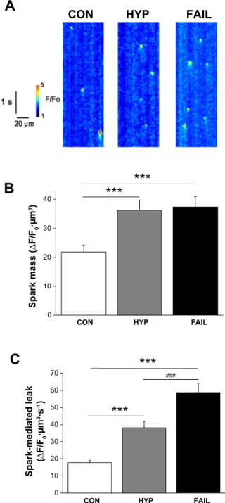 Fig. 10. Ca 2! spark properties in RV myocytes of MCT-treated rats. A: Ca 2!