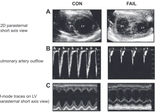 Fig. 1. Echocardiographic images of control (CON) and monocrotaline (MCT)-treated [right ventricular (RV) failing (FAIL)]  ani-mals