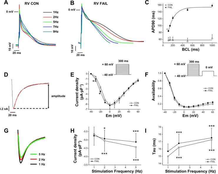 Fig. 6. APs and L-type Ca 2! currents (I CaL ) in single RV myocytes from CON and MCT-treated rats