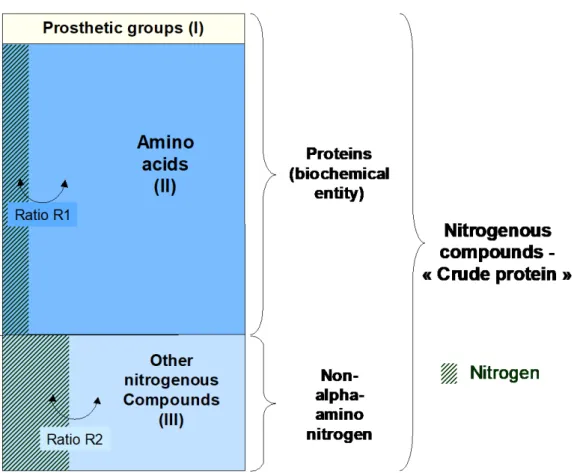 Figure 1. Nitrogenous material in foodstuffs consists in (1) protein (s.s.) and free amino  acids, the former being protein-bound amino  acids (which contain the nitrogen) and  non-nitrogenous groups in protein (the prosthetic groups) and (2) various non-n