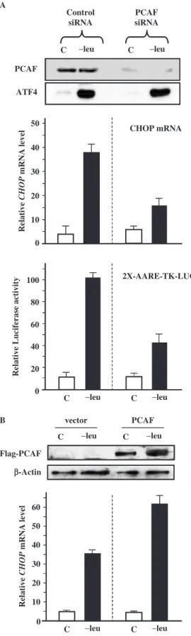 Figure 6. Eﬀect of PCAF knockdown or PCAF over-expression on the amino acid regulation of CHOP expression