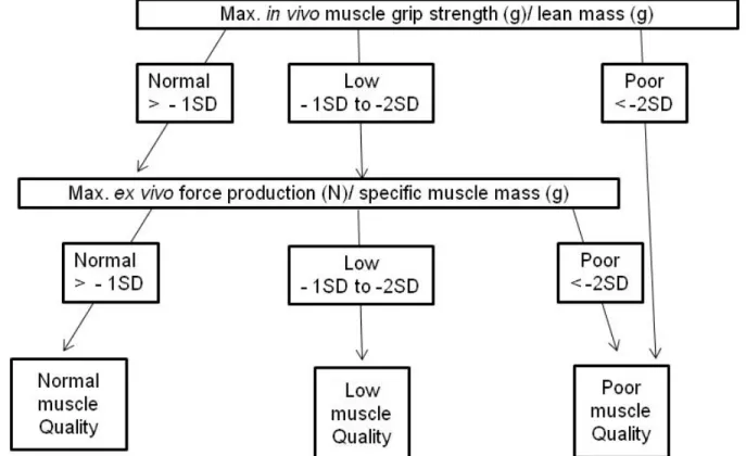 Figure 2: Modified algorithm to define muscle quality index in mice based on Barbat-Artigas et al