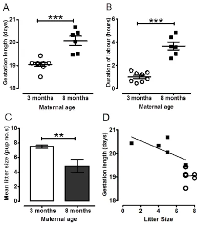 Figure 2. Effect of maternal age on serum progesterone concentration.  Bar graph pre- pre-senting serum progesterone concentrations through gestation days 15 to 19 (D15 – D19) for 3  month old (n=8 for each day, open bars) and 8 month old (n=5-8 for each d