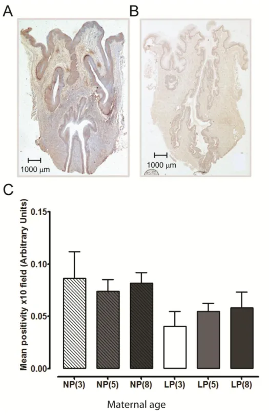Figure 6.  Effect of maternal age on mRNA expression of connexin-43 and oxytocin re- re-ceptor in myometrium from non-pregnant and late pregnant mice