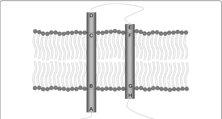 Figure 1 Definition of transmembrane structures. [A;D] is a transmembrane helix (TMH) and [B;C] represents the transmembrane segment (TMS) which is the embedded part of TMH.