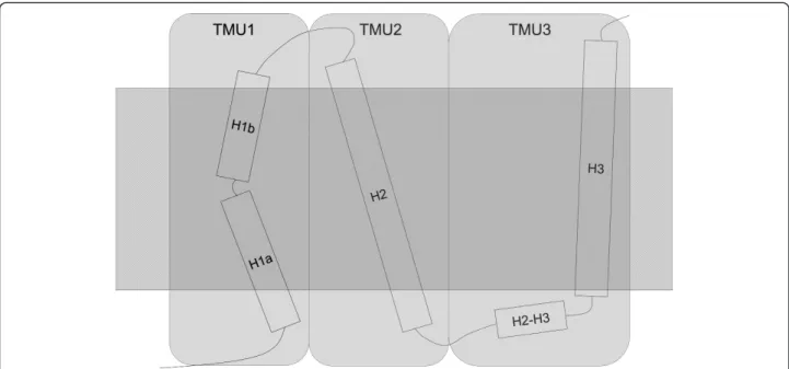 Figure 7 The concept of transmembrane unit (TMU). The hatched area symbolizes the membrane