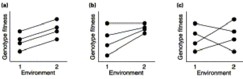 Figure 4 : Représentation des interactions Génotype x Environnement par des normes de réaction