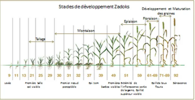 Figure 5 :  Le cycle  de  développement  du  blé  est  généralement  décrit  par les systèmes  de  Zadoks  (Zadoks et al., 1974)  