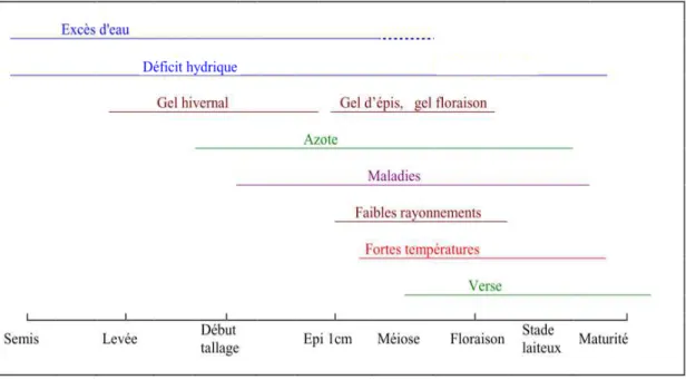Figure  7 :  Principaux  facteurs  abiotiques  limitants  qui  peuvent  intervenir  au  cours  du  cycle  de  développement du blé (adapté de Meynard et Sebillote (1994) et Lecomte (2005)) 