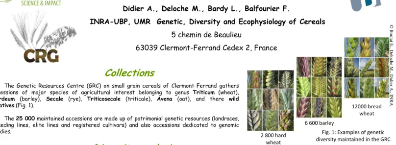 Fig. 2 : “Bon Fermier” cultivar information's on SIREGAL  web site