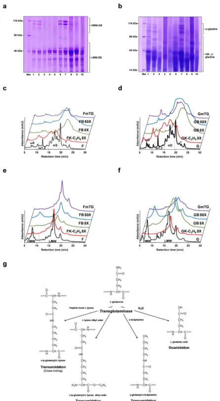 Figure 1.  Structural changes in gluten proteins by transamidation of wheat flour and gluten under non- non-reducing conditions
