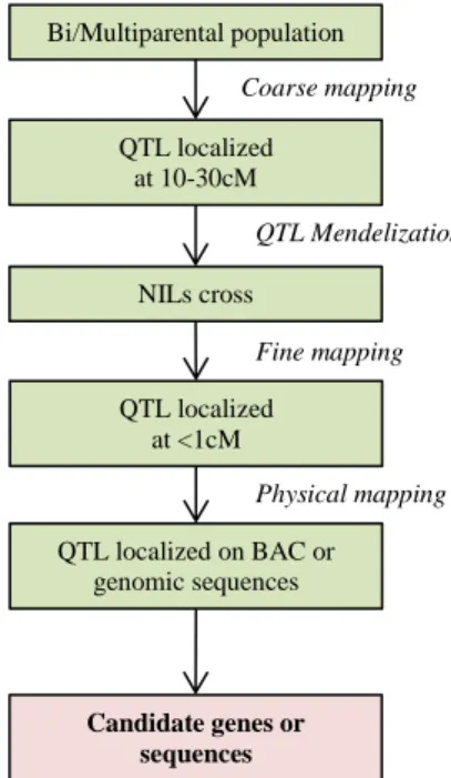 Figure 6: Flow-chart of quantitative traits dissection.  (From Salvi and Tuberosa, 2005) 