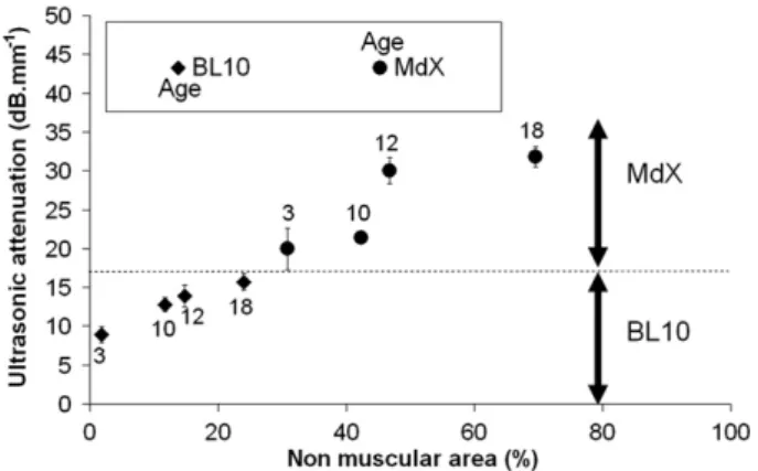 Fig. 2. Ultrasonic attenuation versus percentage of non-muscular area and mice age.
