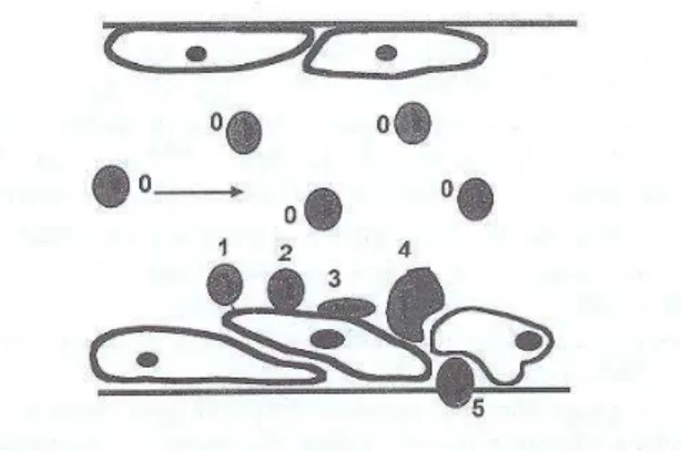 Figure 1. Adhesive interactions between white blood cells  and vessel walls.When the endothelial cells lining blood  vessel walls are activated by an aggressive stimulus such as  infection or trauma, they rapidly express selectin receptors