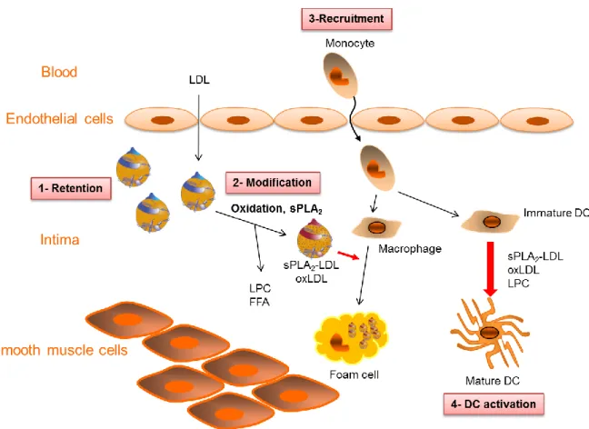 Fig. 1. Modulation of DC maturation by modified LDL during atherosclerosis. 