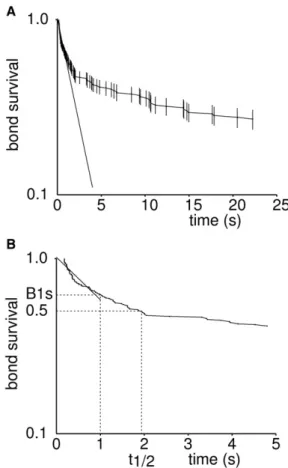 FIGURE 1 Bond rupture follows a complex kinetic behavior that can be robustly represented by the fraction of bonds surviving 1 s after formation.