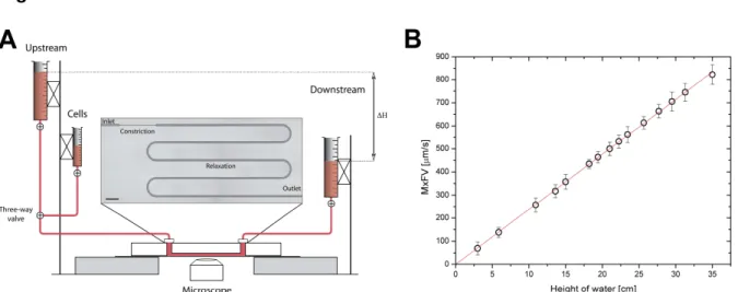 Fig.  1.  Microfluidic  setup.  (A)  Pressure  drops  were  imposed  by  varying  the  height  of  water, ∆H,  between  the  upstream and downstream macroreservoirs