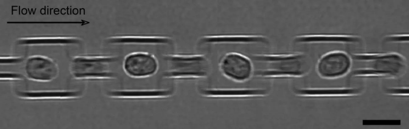 Fig.  7.  Series  of  images  showing  the  passage  of  a  single  THP-1  cell  through  a  succession  of  5-µ m-wide  segments