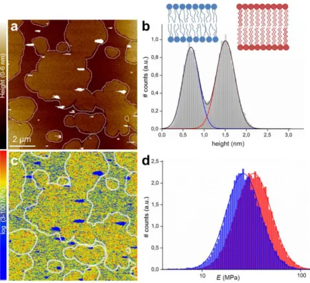 Figure 2) PF-QNM AFM Topography and Elasticity mapping of DOPC:DPPC (1:1) SLBs. a) Topography image (nm)  and b) height histogram analysis of the topography (a)