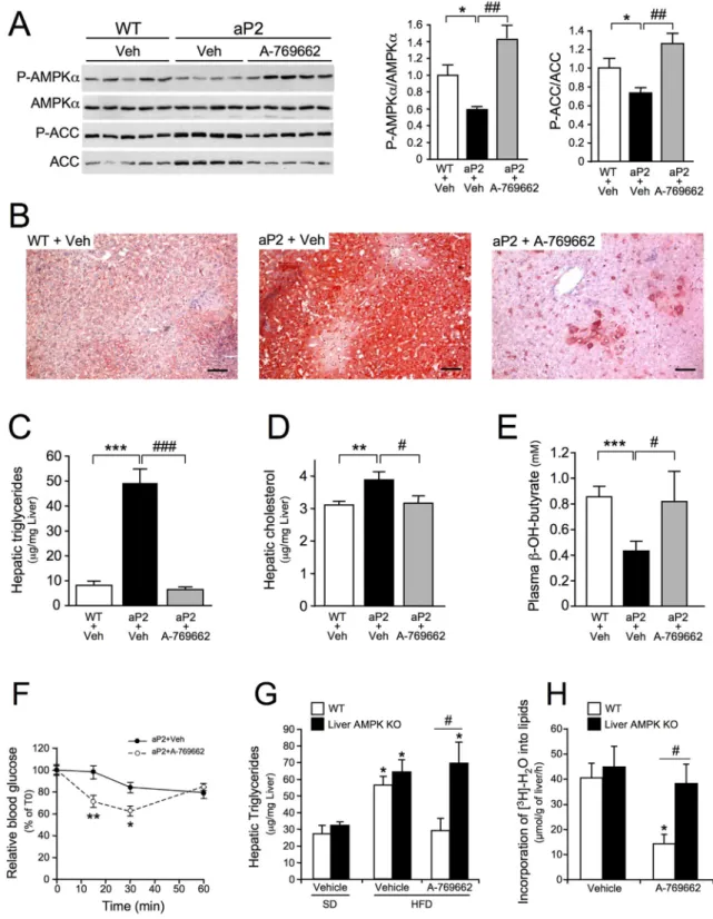 Fig. 7.Small-molecule-mediated activation of AMPK in the liver restores fatty acid oxidation, abolishes hepatic steatosis and improves insulin sensitivity in aP2-nSREBP-1c transgenic mice.