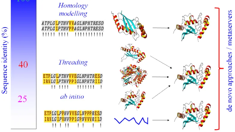 Figure I. Structural modeling methodology in function of sequence identity. 
