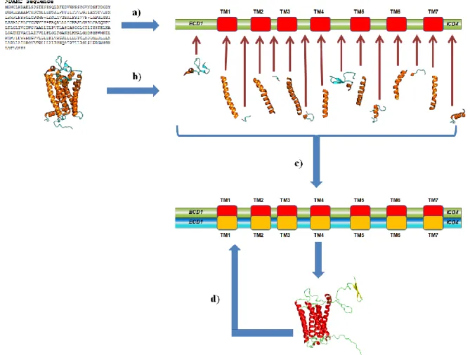Figure II. Principle of DARC structural model building. (a) Prediction of transmembrane segments, the DARC sequence is divided into 7 transmembrane segments and 8  loops