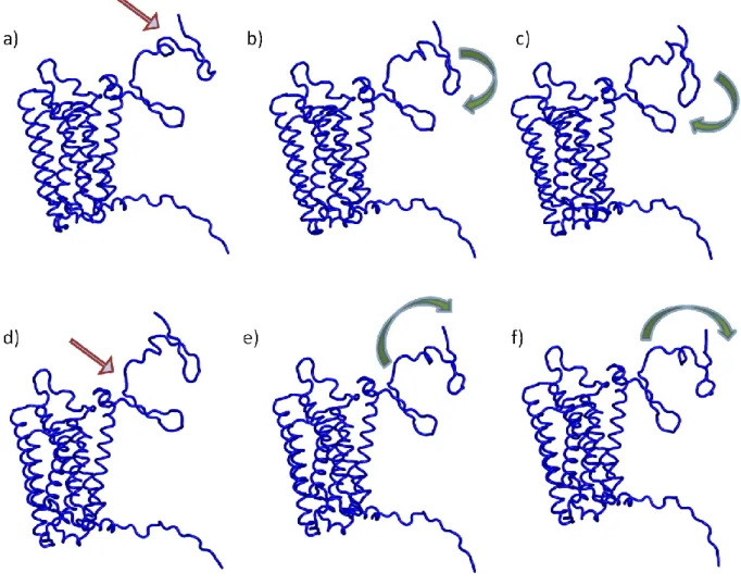 Figure V.  Two low modes computed with ElNemo. (a) and (c) initial structure,  the hinge is pointed by the arrows, (b-c) and (e-f) motions observed with these modes,  the arrows indicated the nature of the observed movements