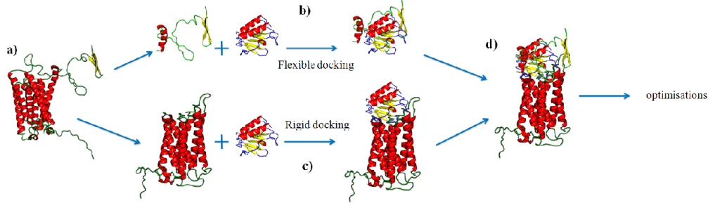 Figure VI. Principle of our docking approach. (a) the structural model of DARC is split into two parts (ECD1 and transmembrane region)