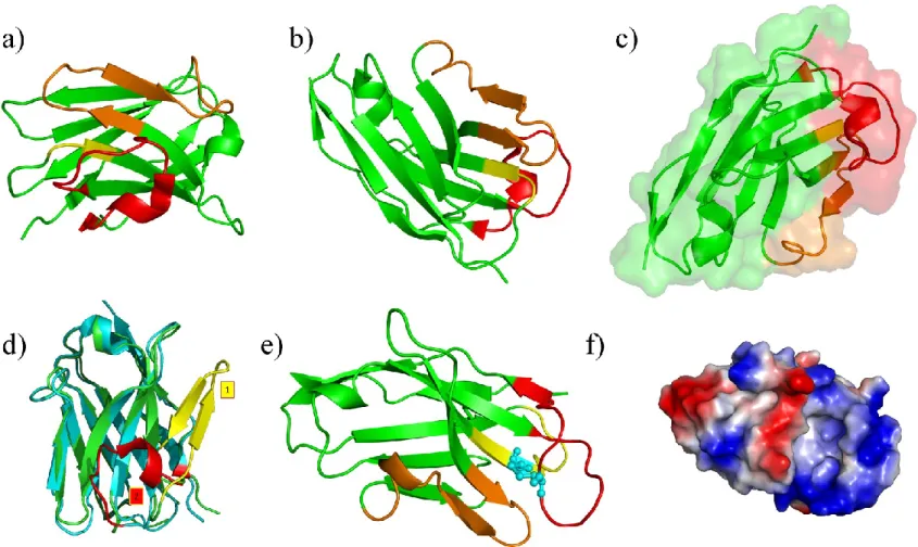 Figure VIII.  Camelid VHHs and structural model. (a) and (b) two views of an VHH, CDR1 is in yellow,  CDR2 in orange and CDR3 is  red, the rest  is  in  green