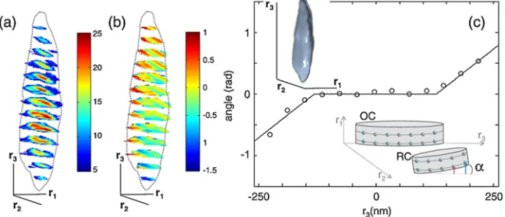 FIG. 4 (color online). Stack of 2D slices extracted from the 3D direct space matrix. (a) Internal view of the object image density [the color scale is linear (arbitrary unit)] and (b) phase (the angular color scale is given in radians)
