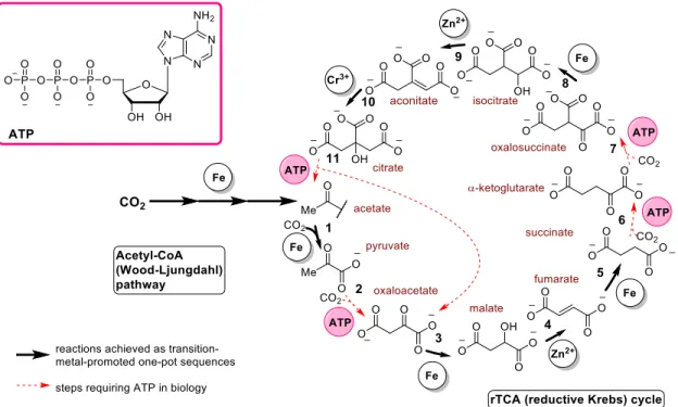 Figure 4. Non-enzymatic reactions of the acetyl-CoA pathway and the rTCA cycle reported to date (bold arrows)