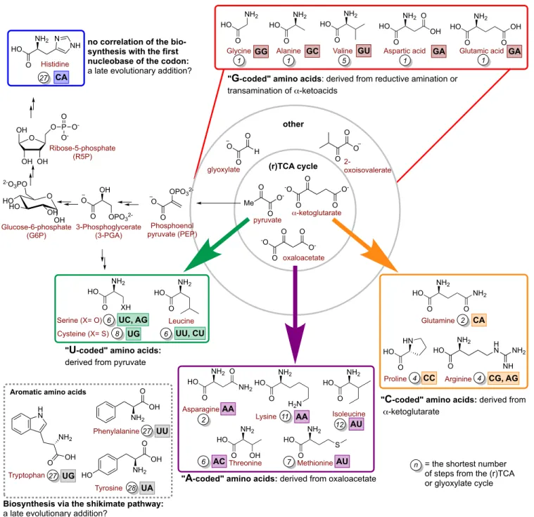 Figure 6. Biosynthesis of amino acids, highlighting correlations between the first two bases in RNA codons and their biosynthetic  origins