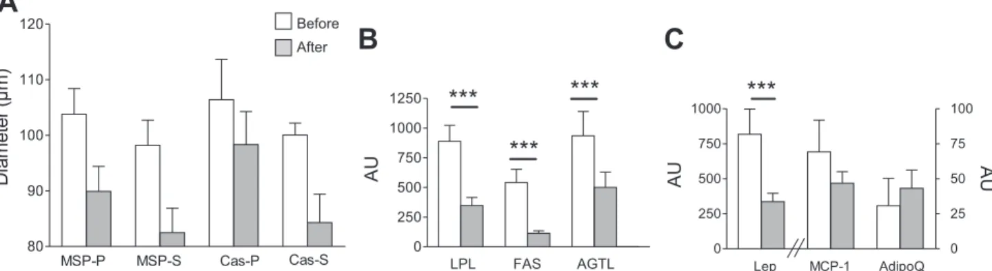 Fig. 6. Evolution of adipocyte diameter and gene-related adipocyte function after energy restriction