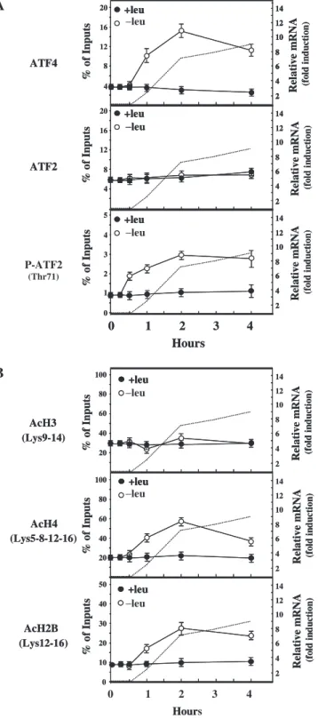 Figure 3. Time course of ATF2 and ATF4 binding and histone acetylation during leucine starvation