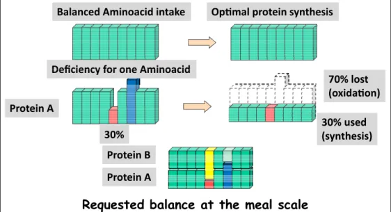 Fig. 1. Aminoacid request at the meal scale. Adapted from D Rémond.
