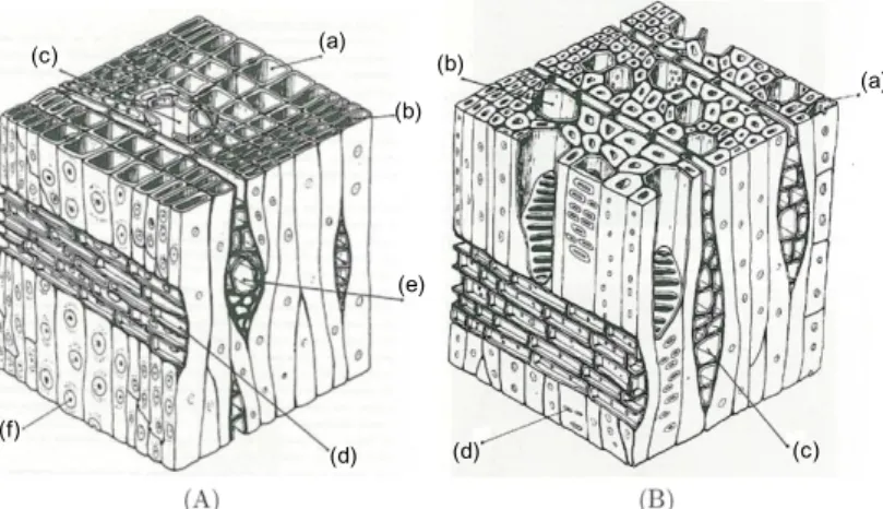 Figure 1.2  Structure cellulaire du bois résineux (A) et du bois feuillu (B). (A.a) Trachéide  dans le bois de printemps, (A.b) Trachéide dans le bois d’été, (A.c) Canal résinifère, (A.d)  Rayon ligneux, (A.e) Rayon ligneux avec canal résinifère, (A.f) Pon