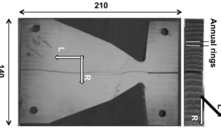 Fig. 2 Orientation of the annual rings and the crack length