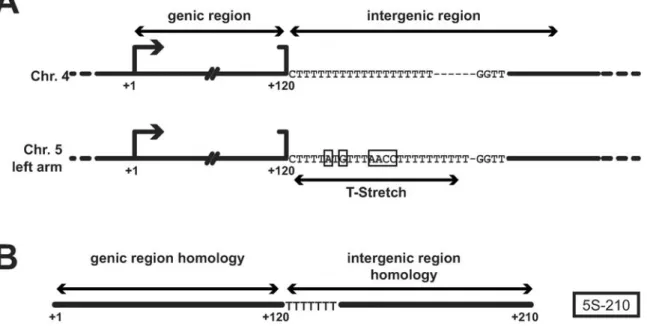 Figure 1. Schematic representation of a 5S rDNA unit and 5S-210 transcript. (A) A 5S rDNA unit contains the 120 bp-genic region followed by the intergenic region containing the 5S array-specific T-stretch