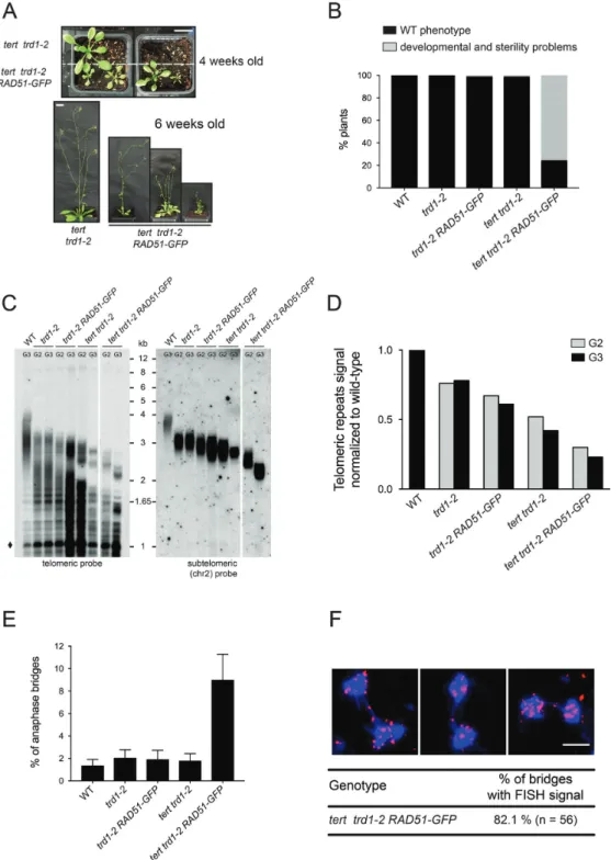 Figure 5. Telomere loss induced in absence of RNAseH2 is compensated through the combined action of Telomerase and RAD51