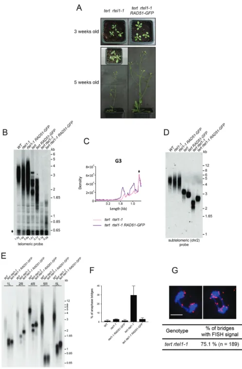 Figure 6. The RTEL1 helicase is essential for compensation of telomere loss by RAD51-dependent HR