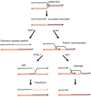 Figure 7. Schematic model for telomeric actions of RAD51 and RTEL1.