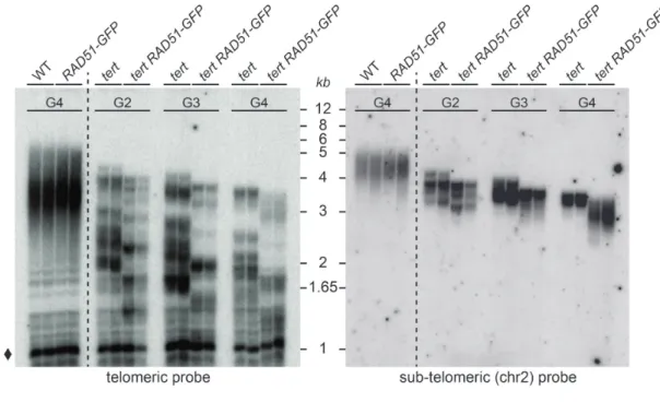 Figure 3. Telomere instability in tert RAD51-GFP mutant plants. (A) Telomere restriction fragment analysis of bulk telomere length in genomic DNA from 15-day-old seedlings of indicated genotypes at different generations