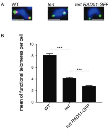 Figure 4. Rad51 compensates stochastic loss of telomeres in tert mutant plants. (A) DAPI-stained (blue) mitotic chromosomes analysed by FISH using telomeric repeat (red) and a pool of nine subtelomeric (green)  fluo-rescent probes